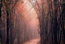 股票新开户能买什么股票:股市配资行情-特朗普重大宣布！美国民众的投票方式或迎来重大变化